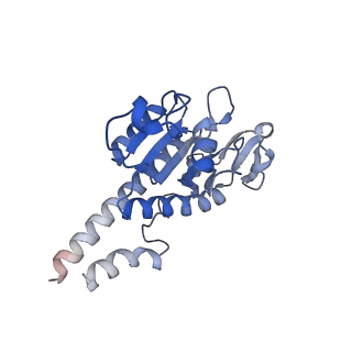 12527_7nqh_AB_v1-1
55S mammalian mitochondrial ribosome with mtRF1a and P-site tRNAMet