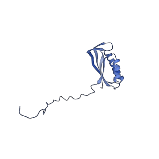 12527_7nqh_AF_v1-1
55S mammalian mitochondrial ribosome with mtRF1a and P-site tRNAMet