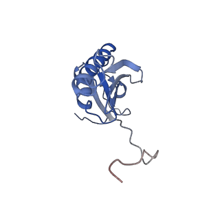 12527_7nqh_AK_v1-1
55S mammalian mitochondrial ribosome with mtRF1a and P-site tRNAMet