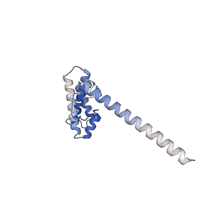 12527_7nqh_AO_v1-1
55S mammalian mitochondrial ribosome with mtRF1a and P-site tRNAMet