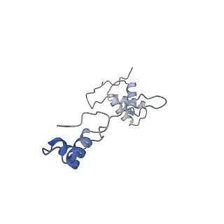 12527_7nqh_Ab_v1-1
55S mammalian mitochondrial ribosome with mtRF1a and P-site tRNAMet