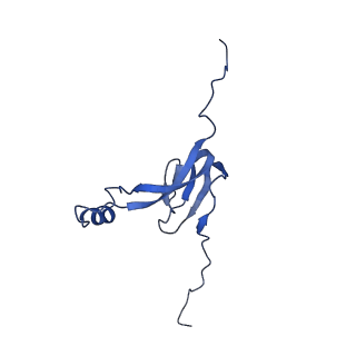 12527_7nqh_B0_v1-1
55S mammalian mitochondrial ribosome with mtRF1a and P-site tRNAMet