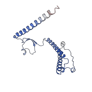 12527_7nqh_B2_v1-1
55S mammalian mitochondrial ribosome with mtRF1a and P-site tRNAMet