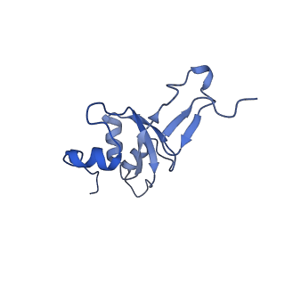 12527_7nqh_B3_v1-1
55S mammalian mitochondrial ribosome with mtRF1a and P-site tRNAMet