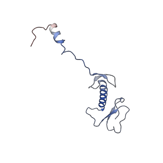 12527_7nqh_B5_v1-1
55S mammalian mitochondrial ribosome with mtRF1a and P-site tRNAMet