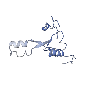 12527_7nqh_B8_v1-1
55S mammalian mitochondrial ribosome with mtRF1a and P-site tRNAMet