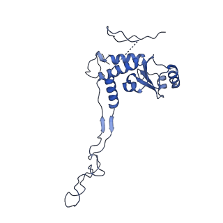 12527_7nqh_BF_v1-1
55S mammalian mitochondrial ribosome with mtRF1a and P-site tRNAMet