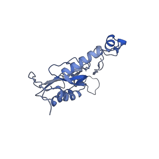 12527_7nqh_BQ_v1-1
55S mammalian mitochondrial ribosome with mtRF1a and P-site tRNAMet