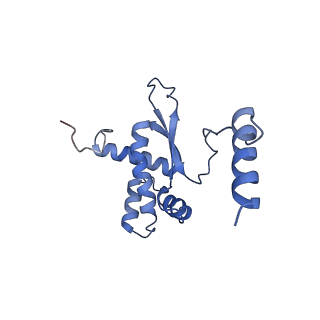 12527_7nqh_BR_v1-1
55S mammalian mitochondrial ribosome with mtRF1a and P-site tRNAMet