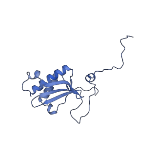 12527_7nqh_BS_v1-1
55S mammalian mitochondrial ribosome with mtRF1a and P-site tRNAMet