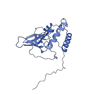 12527_7nqh_BT_v1-1
55S mammalian mitochondrial ribosome with mtRF1a and P-site tRNAMet