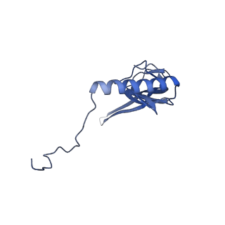 12527_7nqh_BV_v1-1
55S mammalian mitochondrial ribosome with mtRF1a and P-site tRNAMet