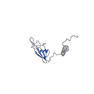 12527_7nqh_BX_v1-1
55S mammalian mitochondrial ribosome with mtRF1a and P-site tRNAMet