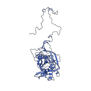 12527_7nqh_Ba_v1-1
55S mammalian mitochondrial ribosome with mtRF1a and P-site tRNAMet