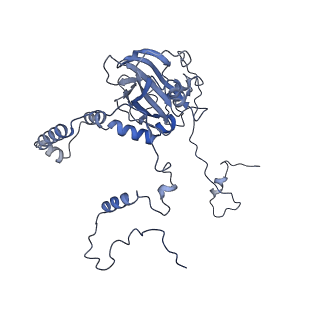 12527_7nqh_Bb_v1-1
55S mammalian mitochondrial ribosome with mtRF1a and P-site tRNAMet