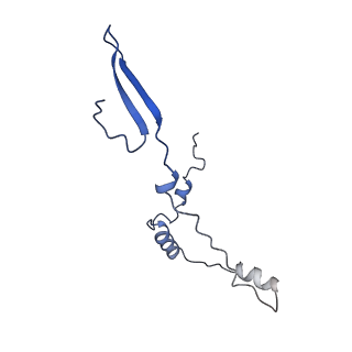 12527_7nqh_Bf_v1-1
55S mammalian mitochondrial ribosome with mtRF1a and P-site tRNAMet