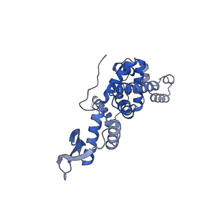 12527_7nqh_Bh_v1-1
55S mammalian mitochondrial ribosome with mtRF1a and P-site tRNAMet