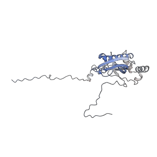 12527_7nqh_Bi_v1-1
55S mammalian mitochondrial ribosome with mtRF1a and P-site tRNAMet