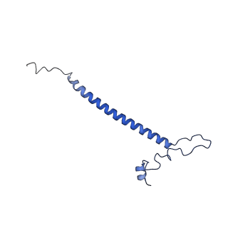 12527_7nqh_Bo_v1-1
55S mammalian mitochondrial ribosome with mtRF1a and P-site tRNAMet