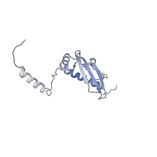 12527_7nqh_Bu_v1-1
55S mammalian mitochondrial ribosome with mtRF1a and P-site tRNAMet