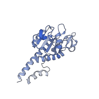 12529_7nql_AB_v1-1
55S mammalian mitochondrial ribosome with ICT1 and P site tRNAMet