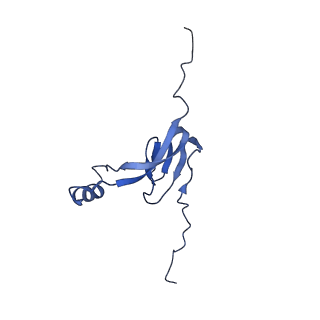 12529_7nql_B0_v1-1
55S mammalian mitochondrial ribosome with ICT1 and P site tRNAMet