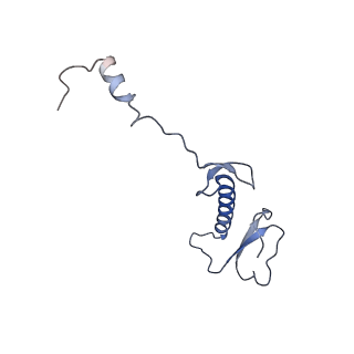 12529_7nql_B5_v1-1
55S mammalian mitochondrial ribosome with ICT1 and P site tRNAMet