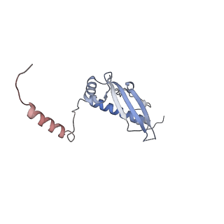 12529_7nql_Bu_v1-1
55S mammalian mitochondrial ribosome with ICT1 and P site tRNAMet