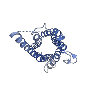 0499_6nsk_A_v1-3
CryoEM structure of Helicobacter pylori urea channel in open state.