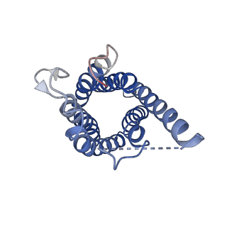 0499_6nsk_D_v1-2
CryoEM structure of Helicobacter pylori urea channel in open state.