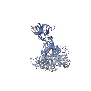 12567_7nsh_BC_v1-1
39S mammalian mitochondrial large ribosomal subunit with mtRRF (post) and mtEFG2