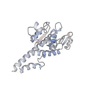 12568_7nsi_AB_v1-1
55S mammalian mitochondrial ribosome with mtRRF (pre) and tRNA(P/E)