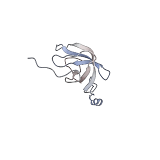 12568_7nsi_AL_v1-1
55S mammalian mitochondrial ribosome with mtRRF (pre) and tRNA(P/E)