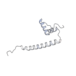 12568_7nsi_AU_v1-1
55S mammalian mitochondrial ribosome with mtRRF (pre) and tRNA(P/E)