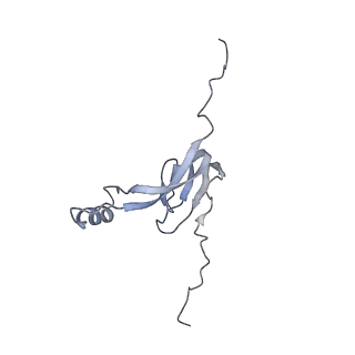 12568_7nsi_B0_v1-1
55S mammalian mitochondrial ribosome with mtRRF (pre) and tRNA(P/E)