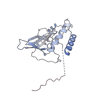 12568_7nsi_BT_v1-1
55S mammalian mitochondrial ribosome with mtRRF (pre) and tRNA(P/E)
