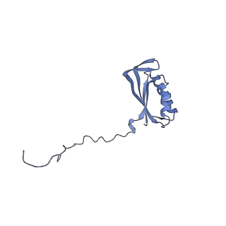 12569_7nsj_AF_v1-1
55S mammalian mitochondrial ribosome with tRNA(P/P) and tRNA(E*)