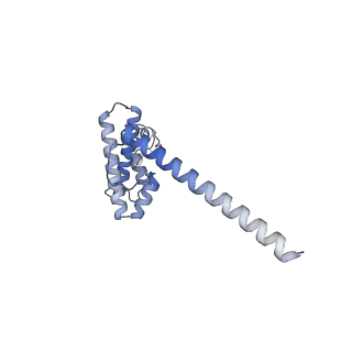 12569_7nsj_AO_v1-1
55S mammalian mitochondrial ribosome with tRNA(P/P) and tRNA(E*)