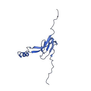 12569_7nsj_B0_v1-1
55S mammalian mitochondrial ribosome with tRNA(P/P) and tRNA(E*)