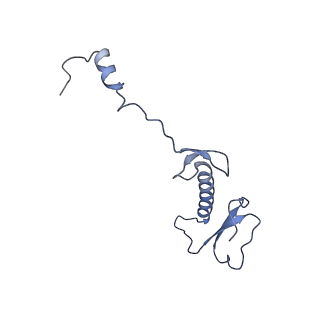 12569_7nsj_B5_v1-1
55S mammalian mitochondrial ribosome with tRNA(P/P) and tRNA(E*)