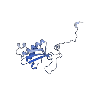 12569_7nsj_BS_v1-1
55S mammalian mitochondrial ribosome with tRNA(P/P) and tRNA(E*)