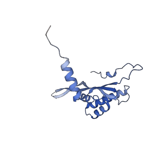 12569_7nsj_BW_v1-1
55S mammalian mitochondrial ribosome with tRNA(P/P) and tRNA(E*)