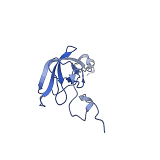 3713_5nwy_B_v1-2
2.9 A cryo-EM structure of VemP-stalled ribosome-nascent chain complex