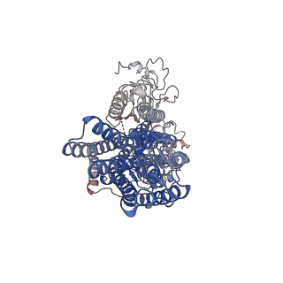 12644_7ny1_C_v1-1
Structure of the fungal plasma membrane proton pump Pma1 in its auto-inhibited state - hexameric assembly