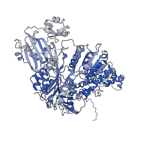 0567_6o0h_A_v1-2
Cryo-EM structure of human ATP-citrate lyase in complex with inhibitor NDI-091143