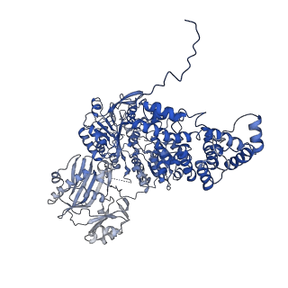 0567_6o0h_D_v1-3
Cryo-EM structure of human ATP-citrate lyase in complex with inhibitor NDI-091143