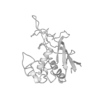 0454_6o1o_G_v1-2
Cryo-EM structure of the T. thermophilus Csm complex bound to target ssRNA