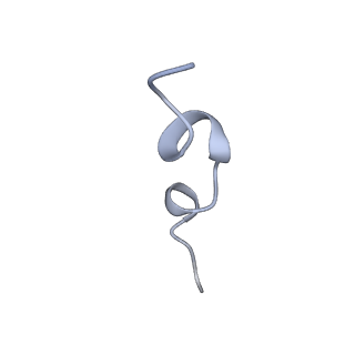 12695_7o1c_B5_v1-2
Cryo-EM structure of an Escherichia coli TnaC(R23F)-ribosome-RF2 complex stalled in response to L-tryptophan