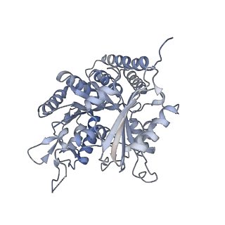 0615_6o2t_1G_v1-3
Acetylated Microtubules