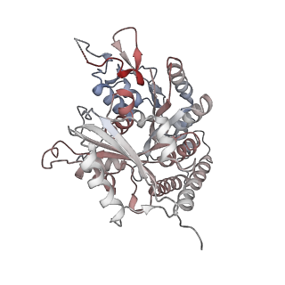 0615_6o2t_4L_v1-3
Acetylated Microtubules